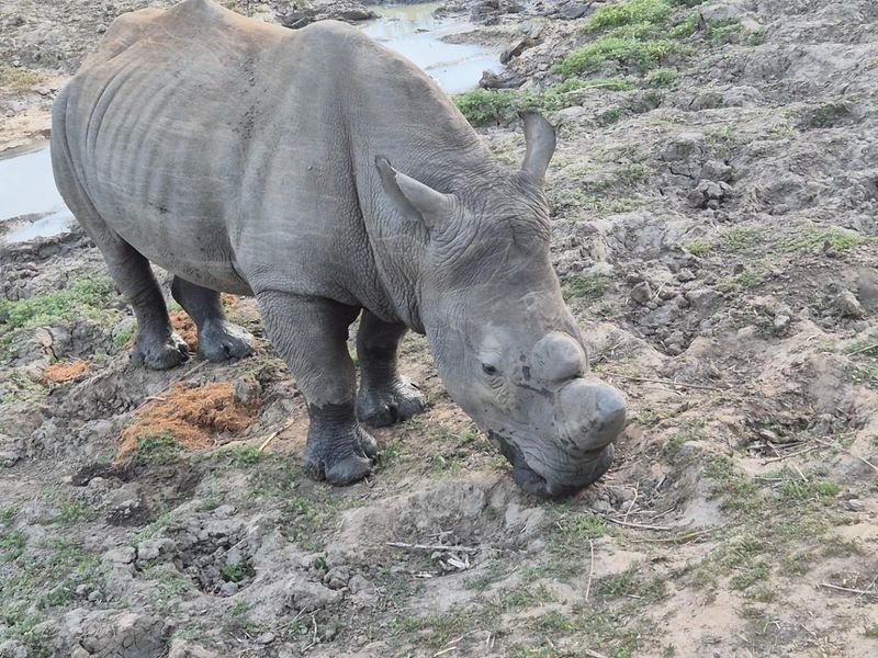 River stand in Moditlo Wildlife Estate with a variety of trees and open plains for optimal wildlife - Photo 2