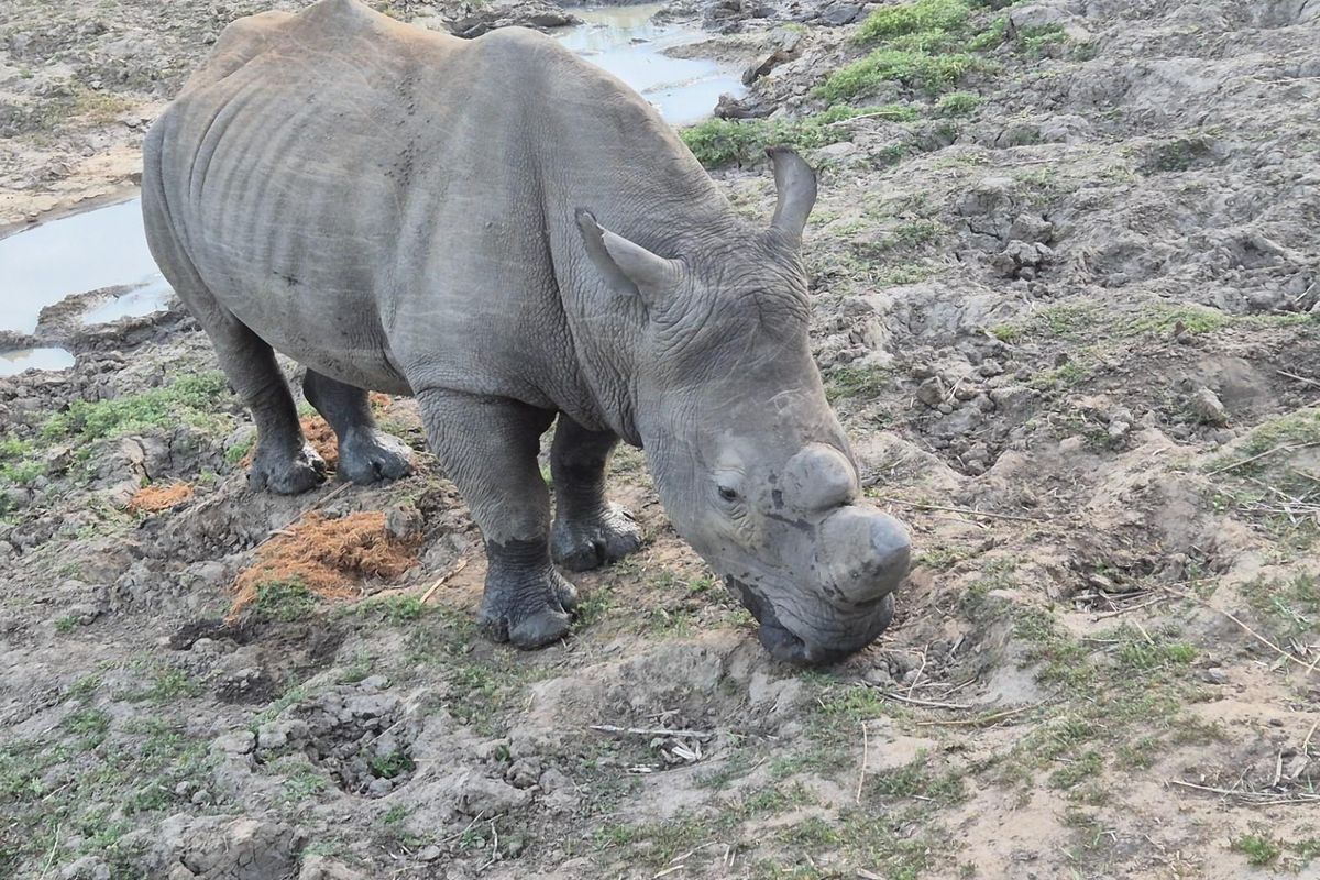 River stand in Moditlo Wildlife Estate with a variety of trees and open plains for optimal wildlife - Photo 2