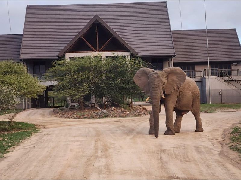 River stand in Moditlo Wildlife Estate with a variety of trees and open plains for optimal wildlife - Photo 4
