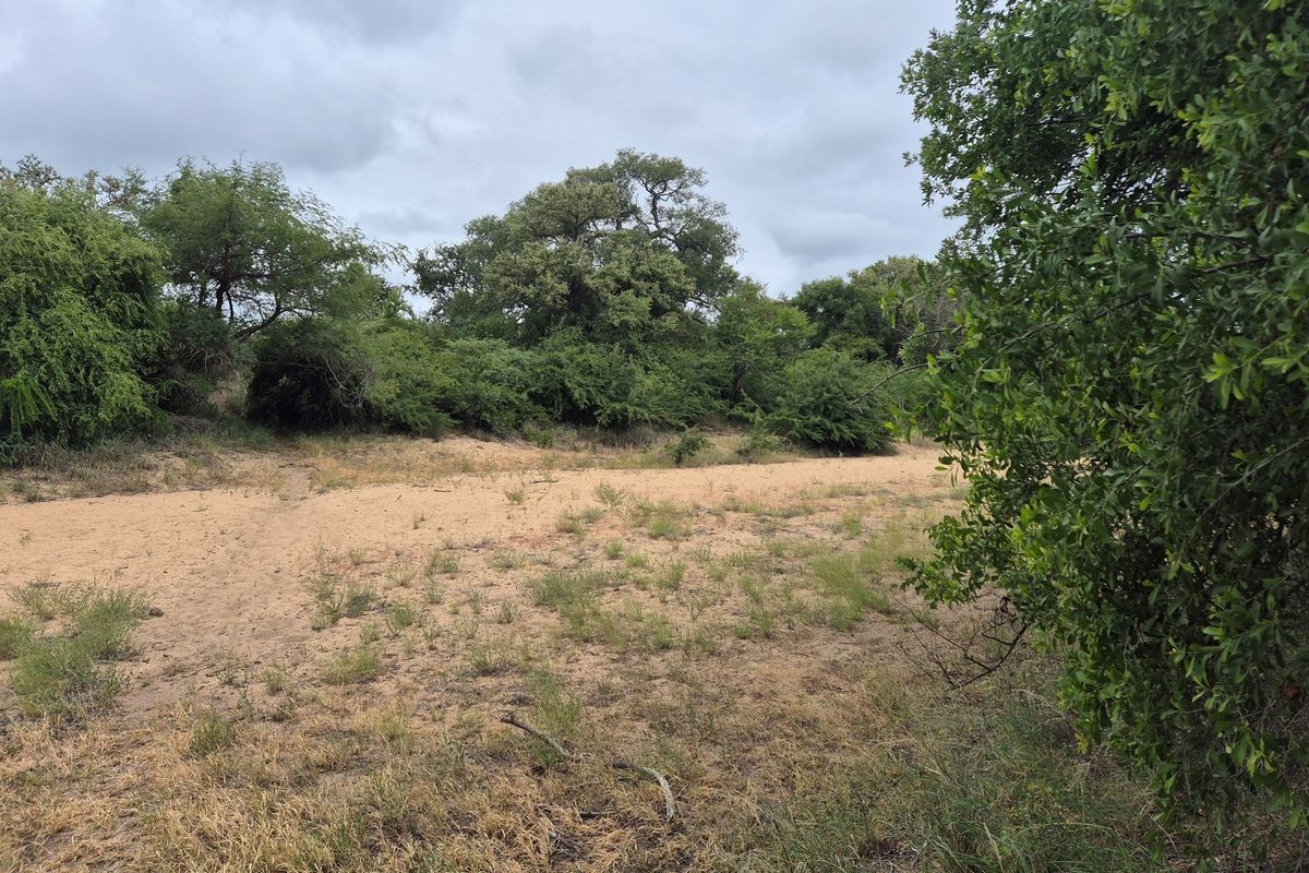 River stand in Moditlo Wildlife Estate with a variety of trees and open plains for optimal wildlife - Photo 3