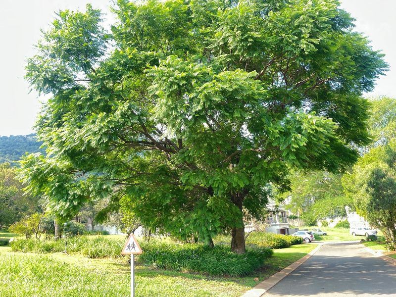 A view of a well-maintained residential street featuring mature trees, landscaped garden areas, and a paved driveway.