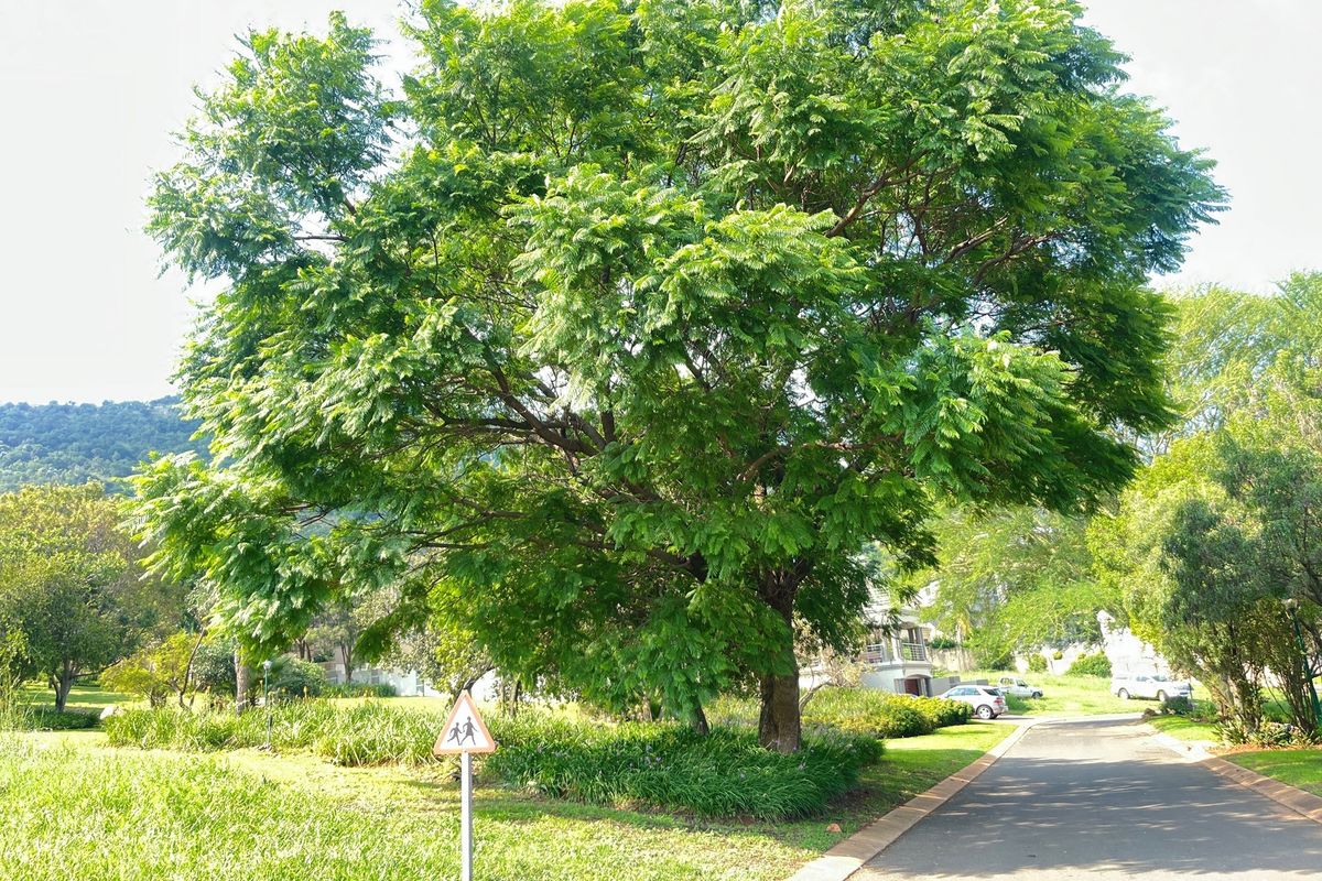 A view of a well-maintained residential street featuring mature trees, landscaped garden areas, and a paved driveway.