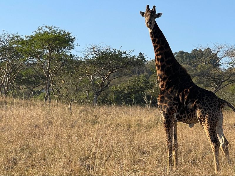 "Own Your Paradise at Wild Fig Country Estate" - Photo 8