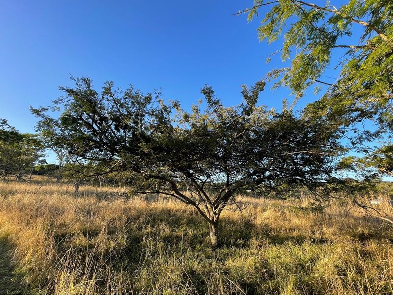 "Own Your Paradise at Wild Fig Country Estate" - Photo 3