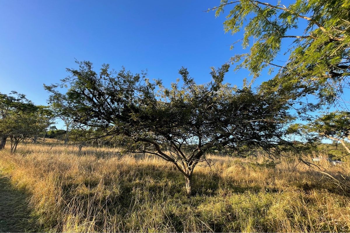 "Own Your Paradise at Wild Fig Country Estate" - Photo 3