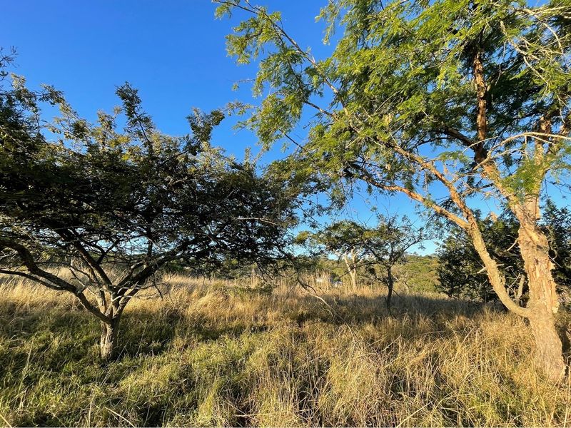 A view of the vacant residential land featuring mature trees and natural grass cover under a clear blue sky.