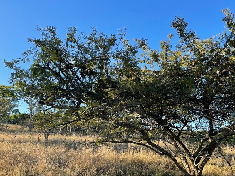 A view of the natural landscape featuring established trees and dry grass on the vacant residential land.