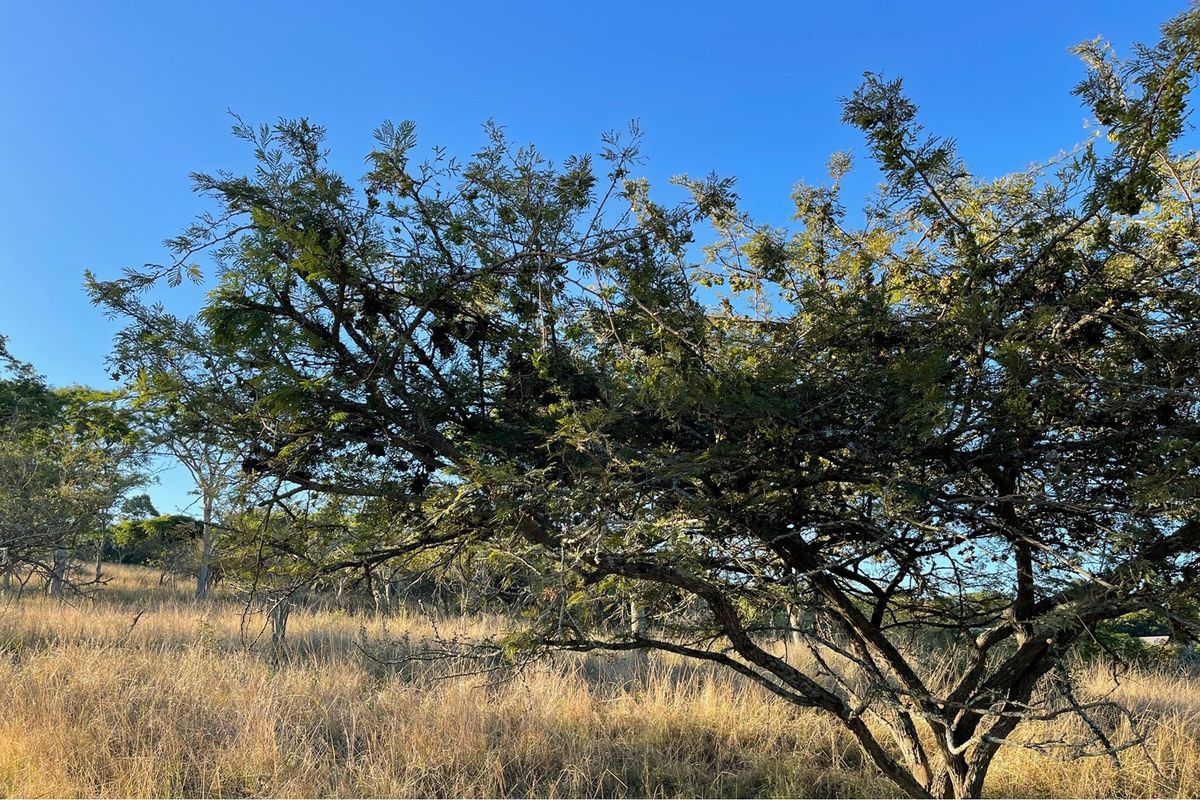 A view of the natural landscape featuring established trees and dry grass on the vacant residential land.