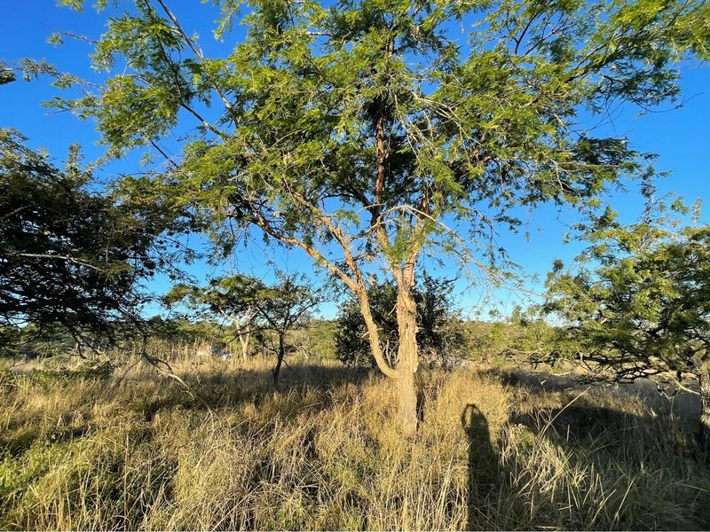 A view of the vacant residential land featuring mature trees and natural grass cover under a clear blue sky.