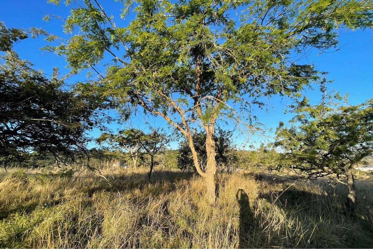 A view of the vacant residential land featuring mature trees and natural grass cover under a clear blue sky.