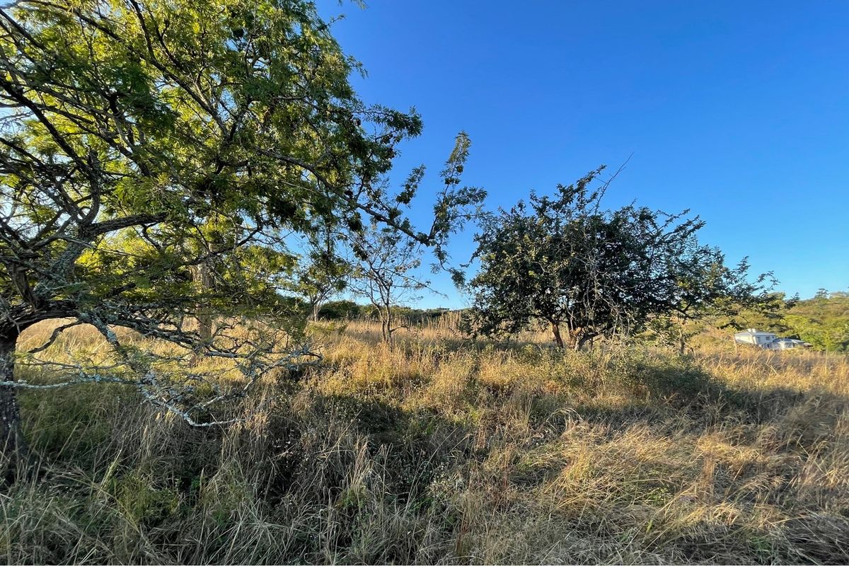 A view of the vacant residential land featuring established trees and natural grass cover.