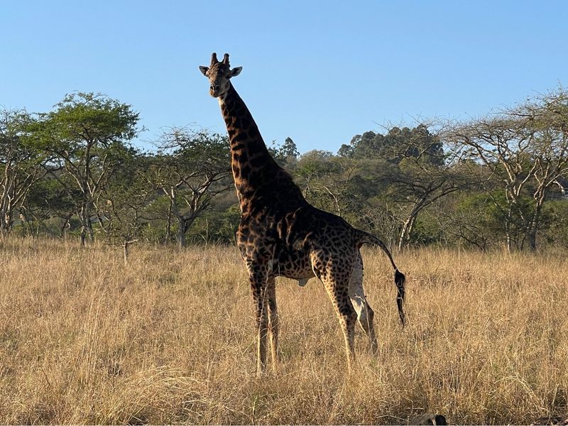 A view of a giraffe standing in a grassy field on the vacant residential land.