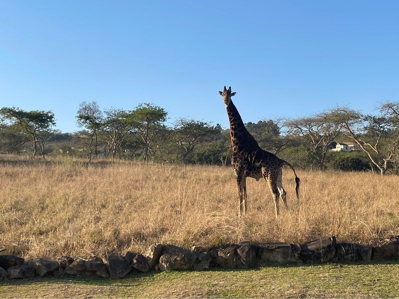 A scenic view of a natural landscape featuring a stone retaining wall in the foreground and wildlife in the open field.