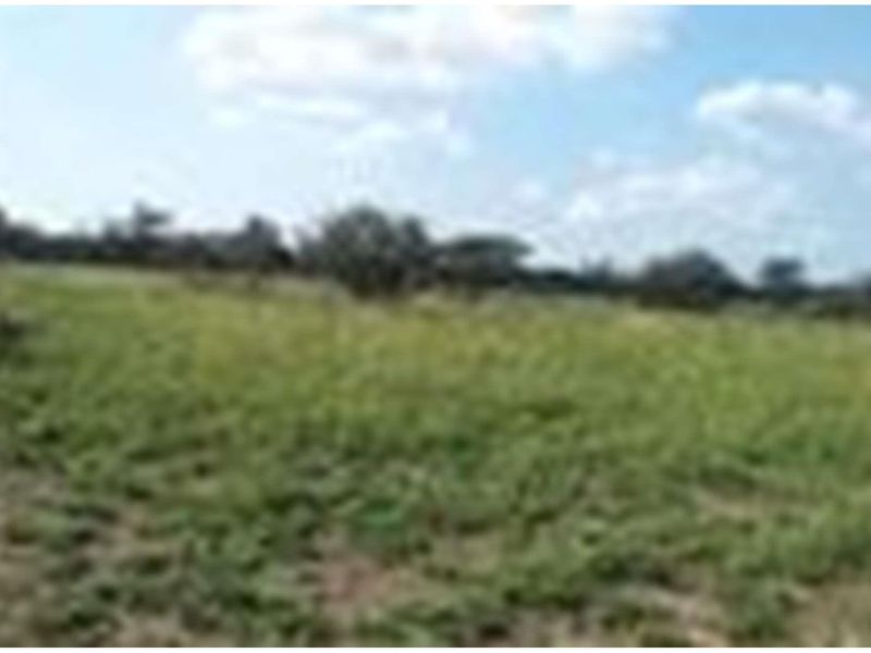 1063 Ha Cattle farm for sale in Vivo - Photo 9