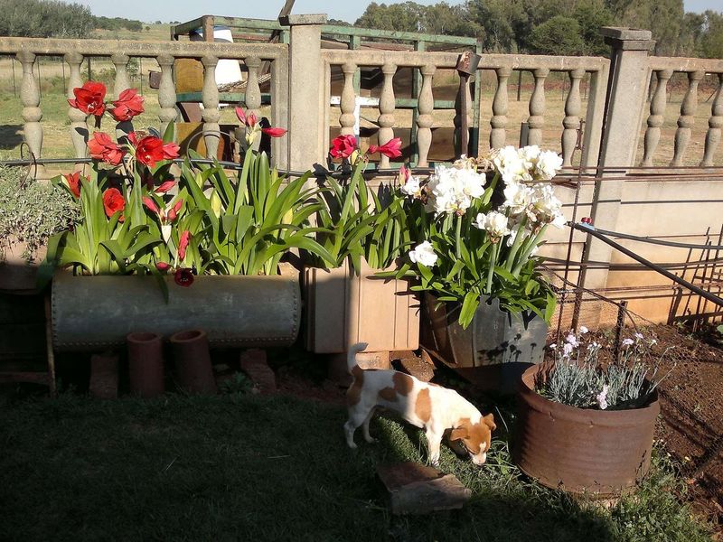 Beautiful farm at Maanhaarrand. . Enjoy a country lifestyle near a lot of towns and cities. - Photo 7