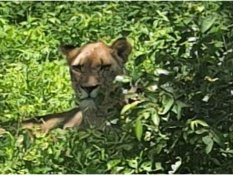 A large stand of >1Ha in Big 4 Moditlo Wildlife Estate - Photo 7