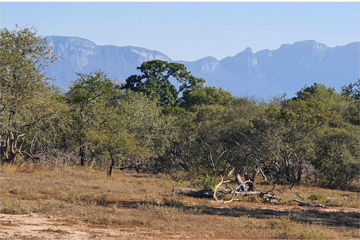A large stand of >1Ha in Big 4 Moditlo Wildlife Estate - Photo 3