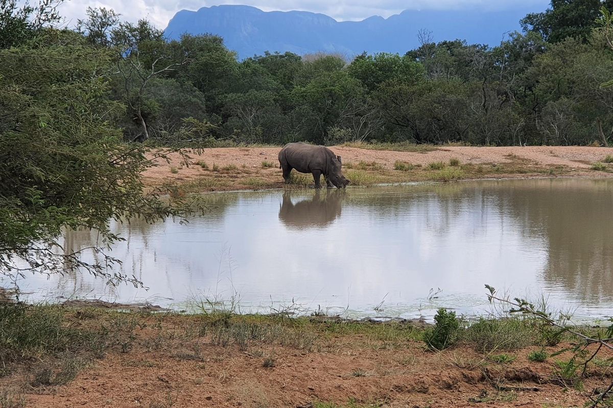 A large stand of >1Ha in Big 4 Moditlo Wildlife Estate - Photo 2