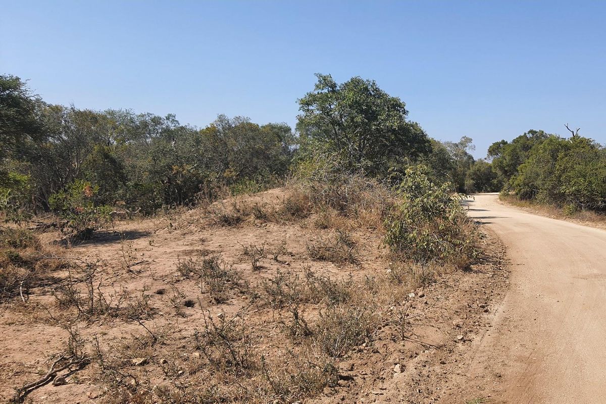 A large stand of >1Ha in Big 4 Moditlo Wildlife Estate - Photo 4