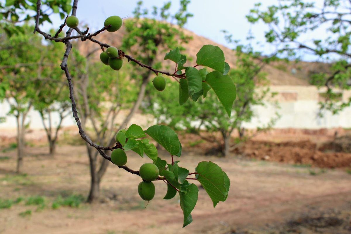 Large parcel of Land For Sale in Calitzdorp - Photo 3