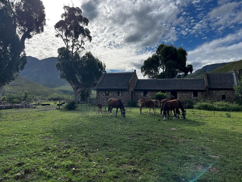 Farm For Sale Riversdal - Photo 3