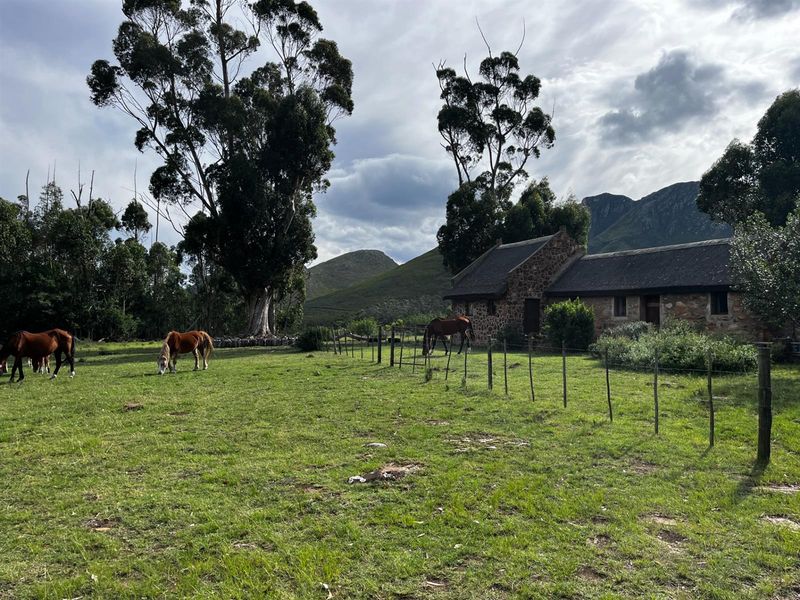 Farm For Sale Riversdal - Photo 5