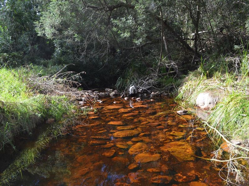 Farm For Sale Riversdal - Photo 10