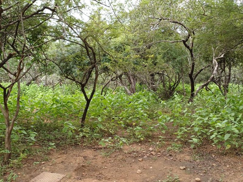 Immerse Yourself in the Untamed Beauty of Nature - Photo 2