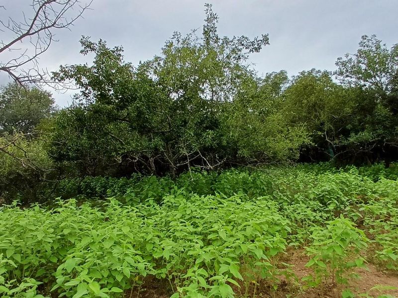 Immerse Yourself in the Untamed Beauty of Nature - Photo 3