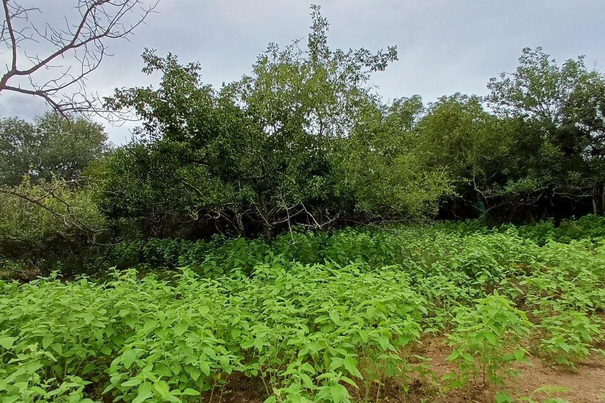 Immerse Yourself in the Untamed Beauty of Nature - Photo 3