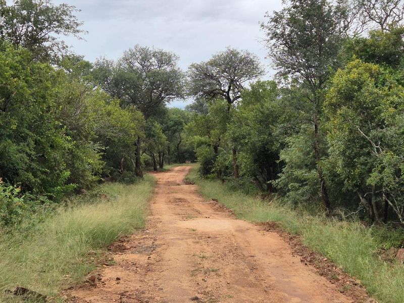 Stunning 1 Ha Plot For Sale in Canyon Game Reserve, Hoedspruit - Photo 7