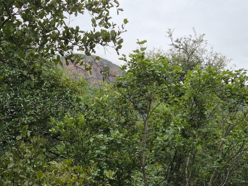 Stunning 1 Ha Plot For Sale in Canyon Game Reserve, Hoedspruit - Photo 5