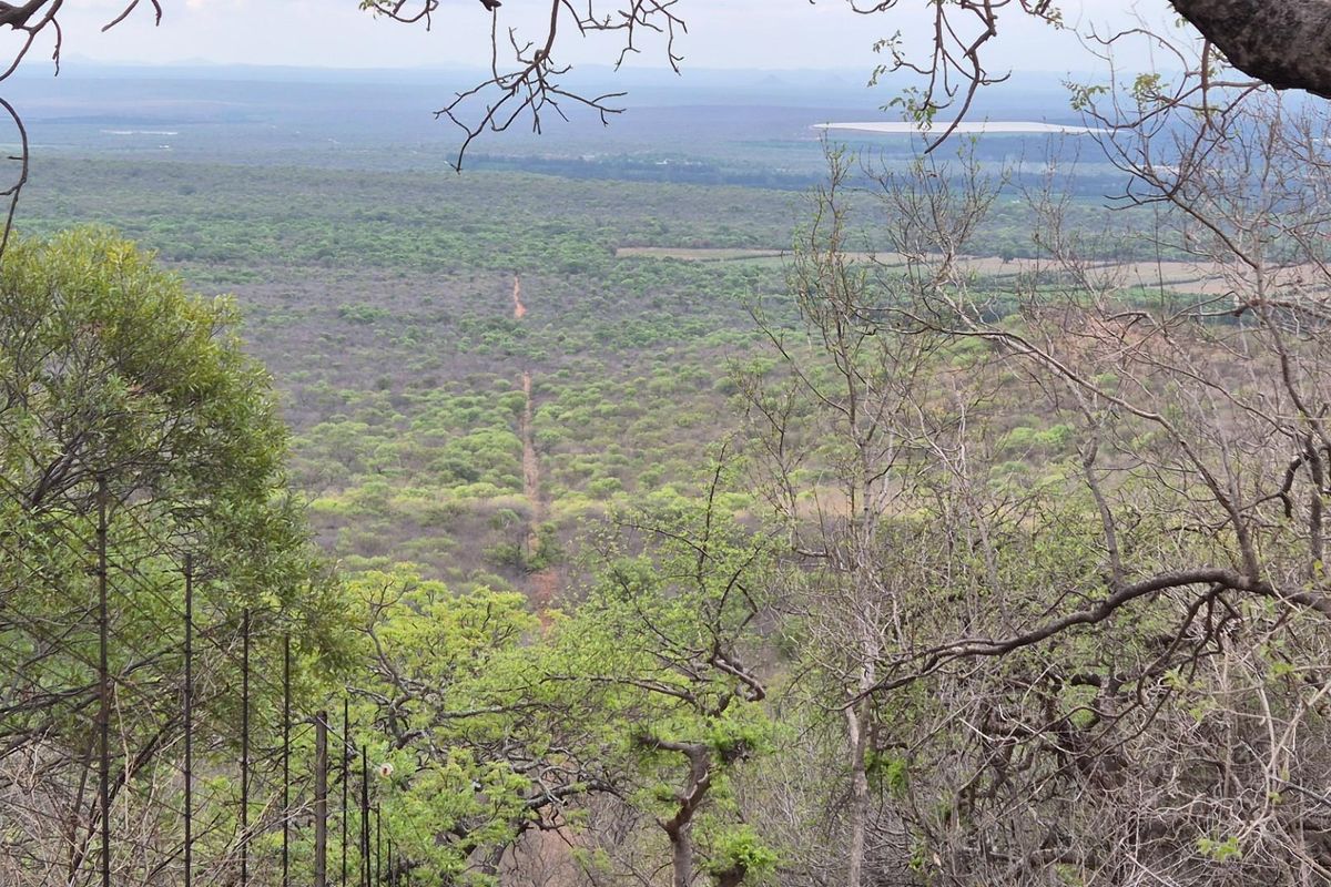 An elevated view overlooking a vast, natural bushveld landscape with dense vegetation and a distant dirt track.