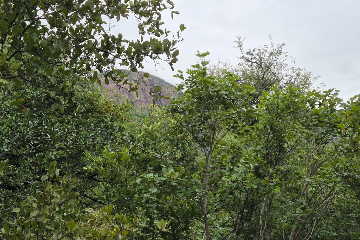 A scenic view of a mountain landscape partially obscured by lush green trees and foliage.
