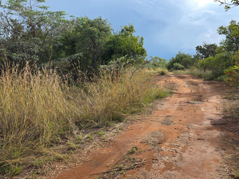 A view of a natural, undeveloped residential plot featuring a dirt access path surrounded by indigenous trees and wild grasses.
