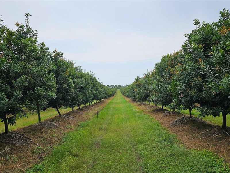 INTERNATIONAL INVESTOR'S : LUCRATIVE MACADAMIA Farm For Sale in Paddock, KZN - Photo 2
