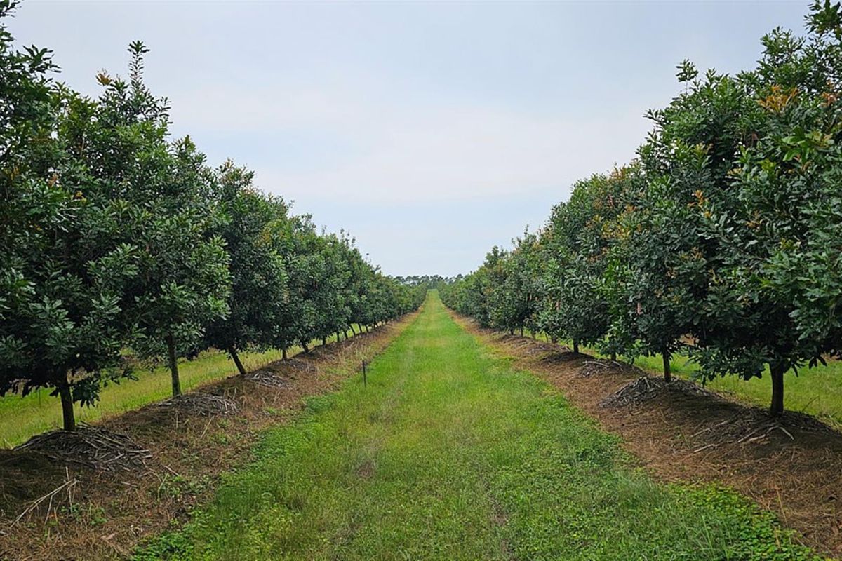 INTERNATIONAL INVESTOR'S : LUCRATIVE MACADAMIA Farm For Sale in Paddock, KZN - Photo 2