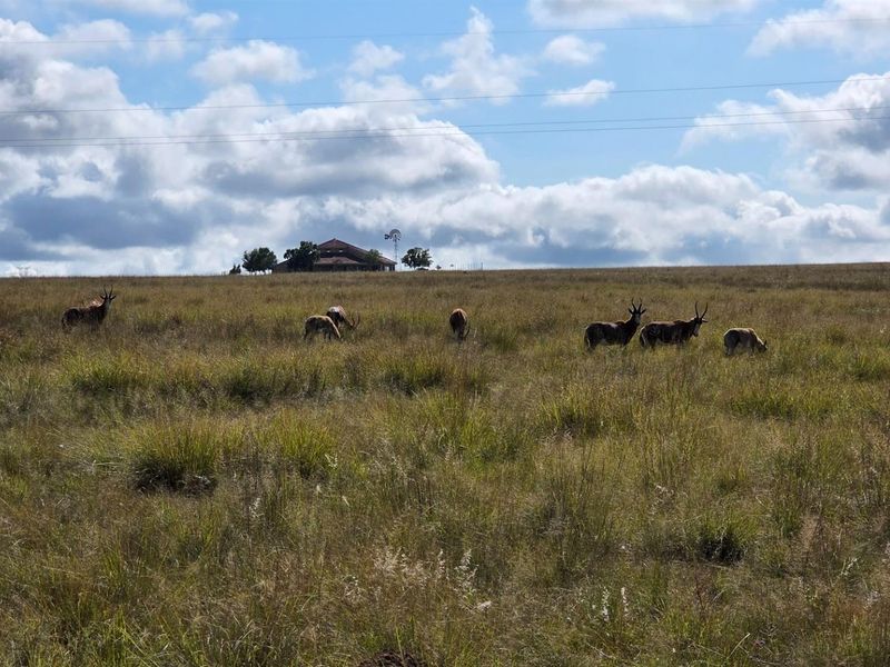 Farm For Sale in Spitskop (533) AH Bronkhorstspruit Rural Bronkhorstspruit Gauteng - Photo 10