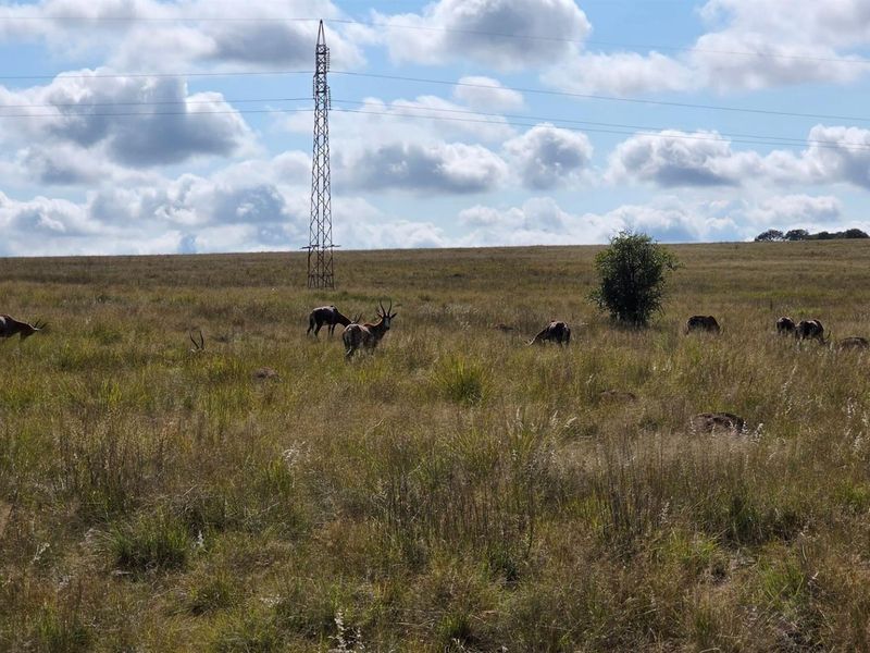 Farm For Sale in Spitskop (533) AH Bronkhorstspruit Rural Bronkhorstspruit Gauteng - Photo 9