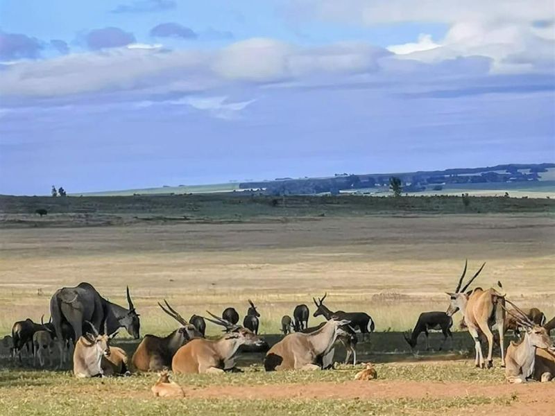 Farm For Sale in Spitskop (533) AH Bronkhorstspruit Rural Bronkhorstspruit Gauteng - Photo 8