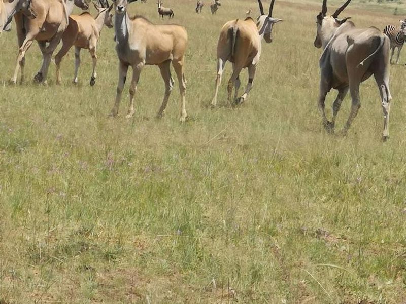 Farm For Sale in Spitskop (533) AH Bronkhorstspruit Rural Bronkhorstspruit Gauteng - Photo 7