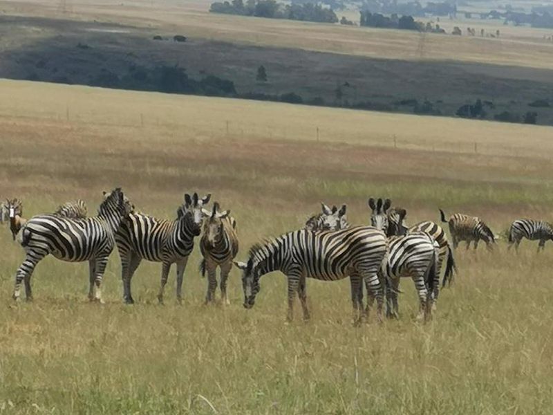 Farm For Sale in Spitskop (533) AH Bronkhorstspruit Rural Bronkhorstspruit Gauteng - Photo 6