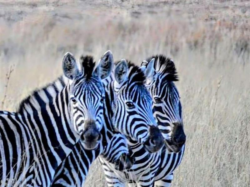 Farm For Sale in Spitskop (533) AH Bronkhorstspruit Rural Bronkhorstspruit Gauteng - Photo 5