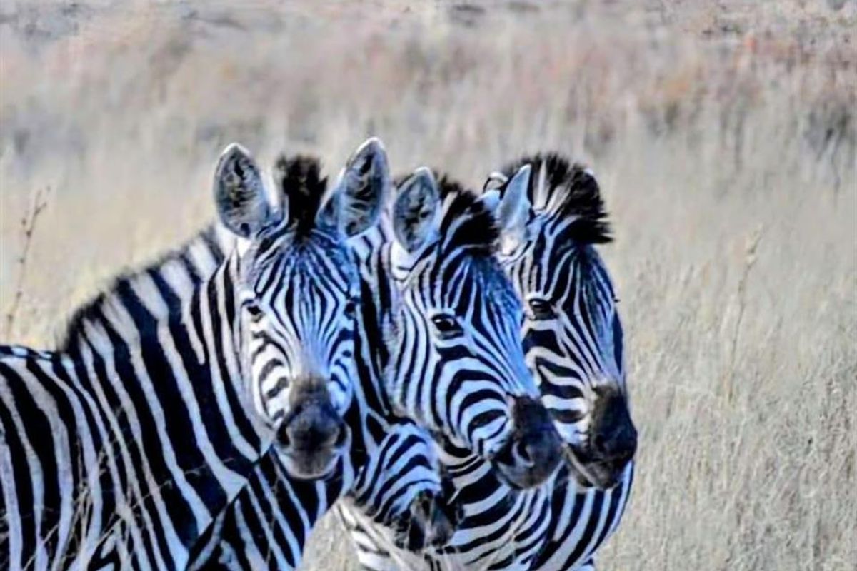 Farm For Sale in Spitskop (533) AH Bronkhorstspruit Rural Bronkhorstspruit Gauteng - Photo 5