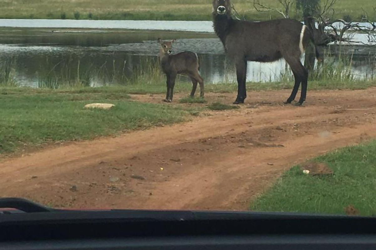 Farm For Sale in Spitskop (533) AH Bronkhorstspruit Rural Bronkhorstspruit Gauteng - Photo 4