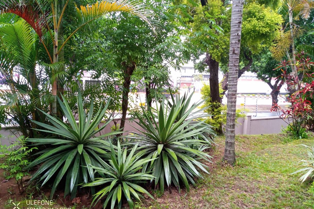 Apartment To Rent in Greyville, Durban, KwaZulu Natal - Photo 2