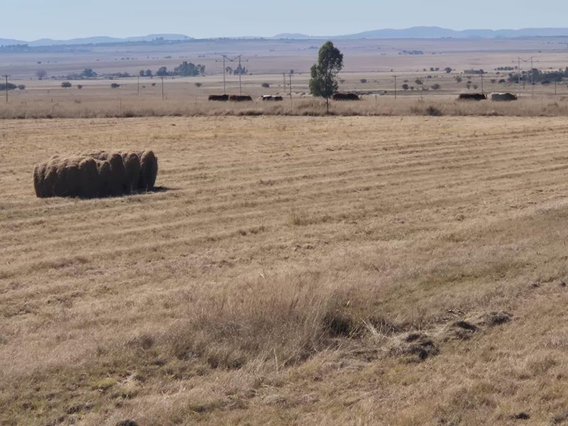 208 Ha Farm For Sale in Vredefort - Photo 10