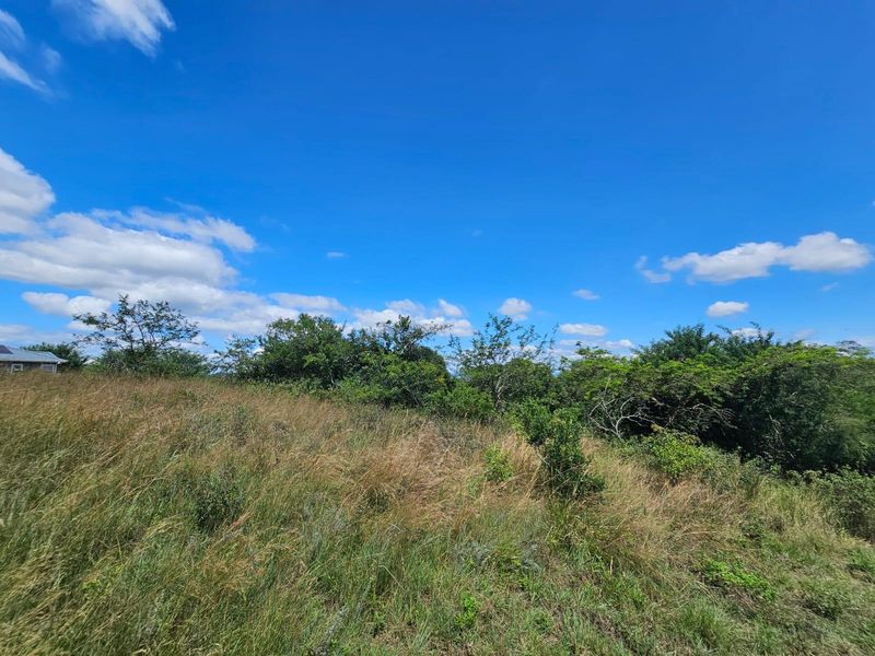 A view of the vacant residential land featuring natural grass and established trees under a clear blue sky.