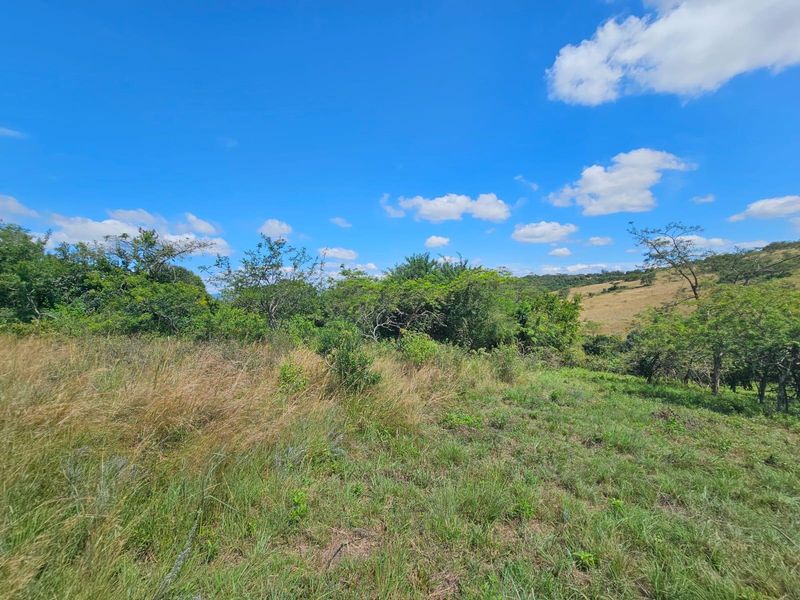 A view of the vacant residential land featuring natural vegetation, native trees, and open grassy terrain under a clear blue sky.