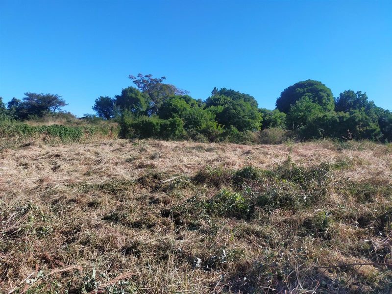 A view of a cleared residential plot featuring natural vegetation and mature trees, suitable for future development.